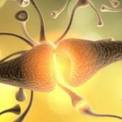 Podcast Neurotrasmisores y su influencia en la conducta