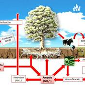 Podcast Nitrógeno inorgánico y su baja presencia en los cultivos.