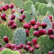 Podcast Nopal