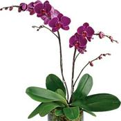 Podcast Orchids