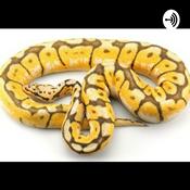 Podcast PITÓN BOLA Y SUS CUIDADOS