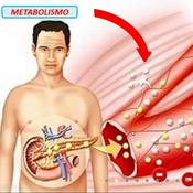Podcast Principios Básicos de Anatomía y Fisiología