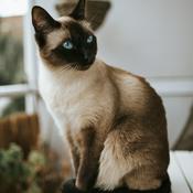 Podcast Salud mental y enseñanzas