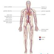 Podcast Sistema Cardiovascular