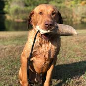 Podcast Ducking Dogs