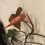 Podcast cattelineya podcast