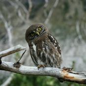 Podcast The Curiosity Quotient