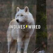 Podcast Wolves Wired