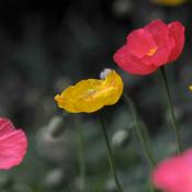 Podcast 席慕容散文诗歌集