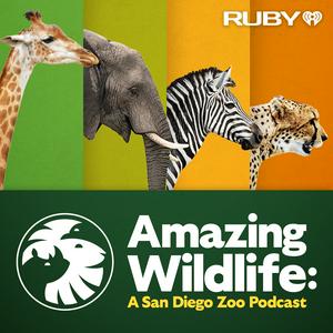 Escucha Amazing Wildlife: A San Diego Zoo Podcast en la aplicación