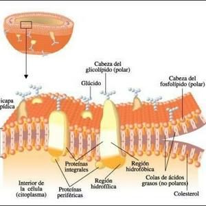 Biología Celular