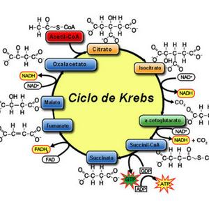 Ciclo de Krebs-Indeliza Medina