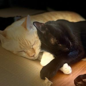 Gato y su esclavo
