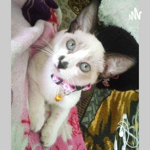 La Gatita:).