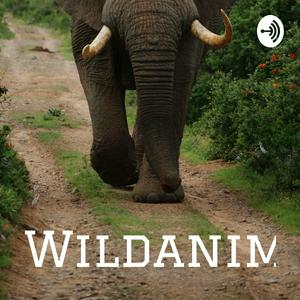 Wildanimals10